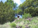 PICTURES/Capulin Volcano National Monument - New Mexico/t_Boca Trail - Deer1.jpg